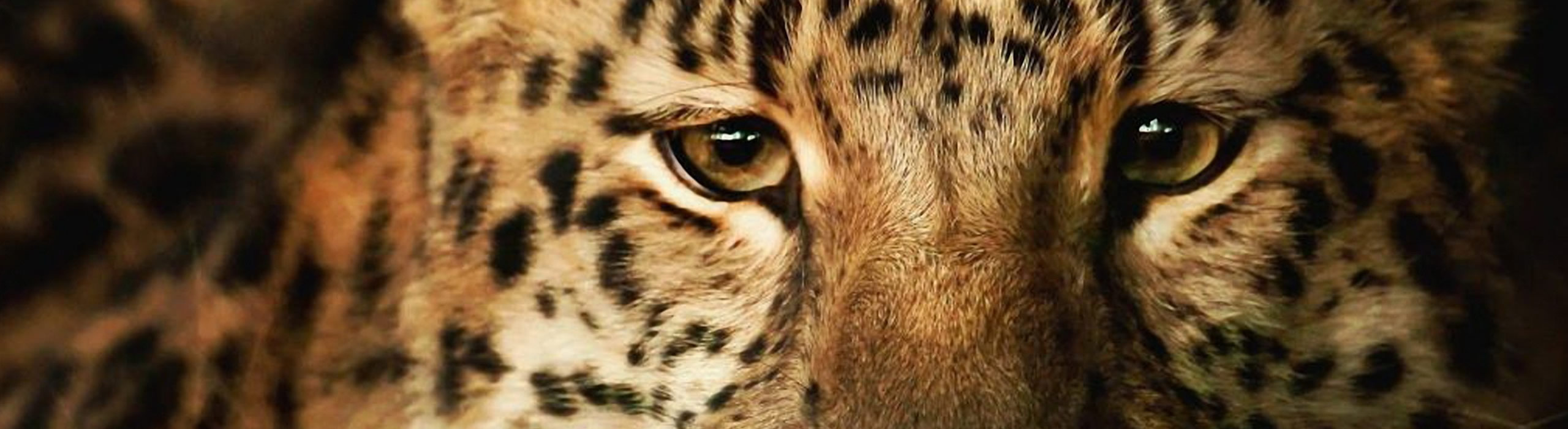AFRICAN WILDLIFE